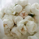 white peonies