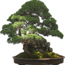 Bonsai Goals