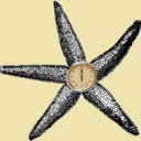 Starfish and Stopwatches