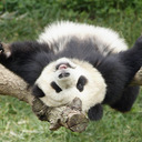 ~Panda~