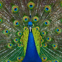 blog logo of See His Peacock