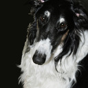 blog logo of Borzoi Forest