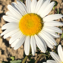 smalldaisy