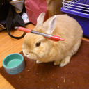 Stuff On My Rabbit