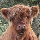 blog logo of ♥Bossy Heifers Need Love, too♥