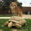 swifttortoise