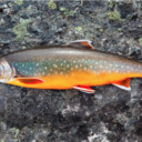 blog logo of THE RAINBOW TROUT