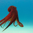 One-Sluggish-Octopus