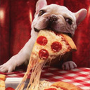 blog logo of Pizza Dog Dingus.