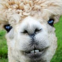 Alpacaslikepoptarts