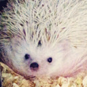  Tripod the three-legged hedgehog