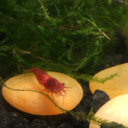 The Secret Life Of Shrimp