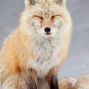 The Lecherous Fox