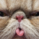 blog logo of Ahh Persian Cats!