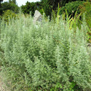 Artemisia Pontica