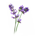 blog logo of Lavender