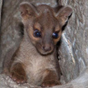 Fossa