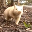 Dancing--Wombat