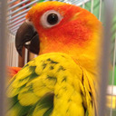 blog logo of When Life Gives You Conures