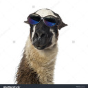 blog logo of Llama's Lasciviousness 