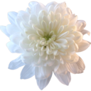 chrysanthemuhm