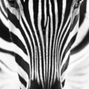 Zebra Wisdom