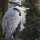 This is a blog, a blog with herons. 