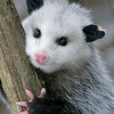 Possum den