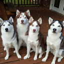 blog logo of Four Huskies ©