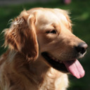 blog logo of World's Cutest Golden Retriever Pictures!