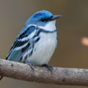 Shining Blue Feathers