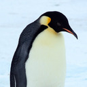 Penguin Are Cute