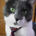 Cats That Look Like Politicians