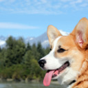 blog logo of Sam Vimes, Corgi of the North