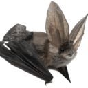 tinybat tumblr