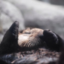 blog logo of Maggie loves otters