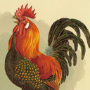 101 chicken breeds