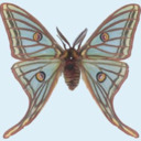 blog logo of Moth Addicts Anonymous