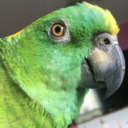 Sam The Amazon Parrot