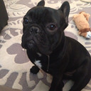 Buckminster Diaries: The story of a french bulldog