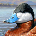 blog logo of A Duck Stamp Adventure