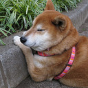 blog logo of Shiba Inu forever