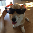 blog logo of Dean the Corgi in All of his Glor(g)y