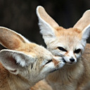 Ka Foxes