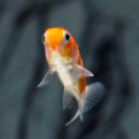 Colby Jack the Goldfish