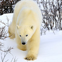 blog logo of Photo by polar bear