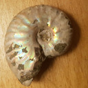 blog logo of Autistic fossil