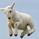 lambjumpsmountain