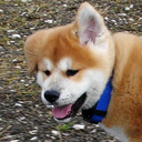 blog logo of YUKI AKITA INU