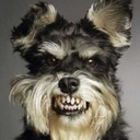 Angry Schnauzer